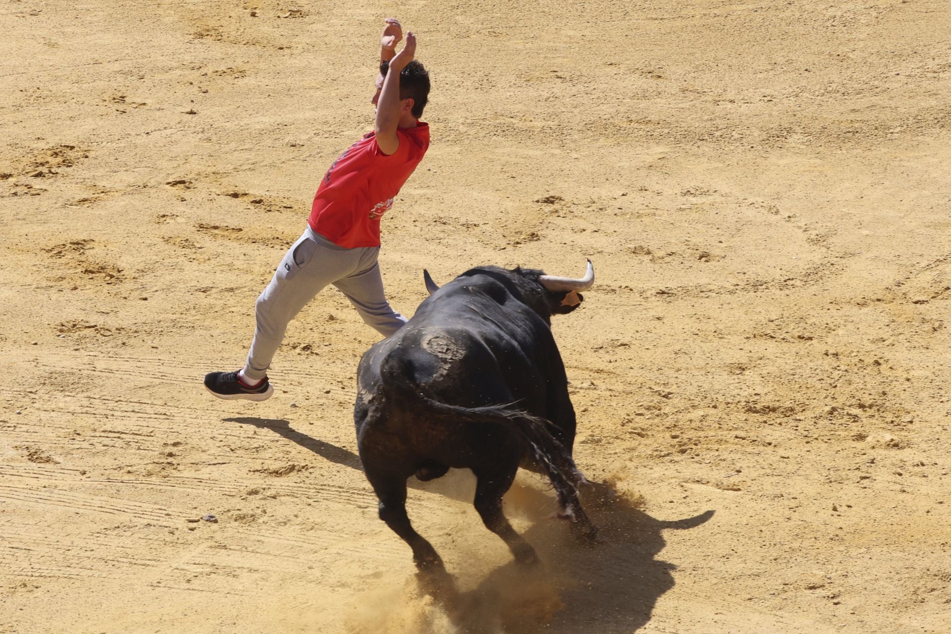 La fotos del encierro urbano en las fiestas de Nava del Rey 2025
