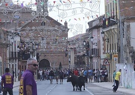 Dos novillos en una calle de Nava del Rey.