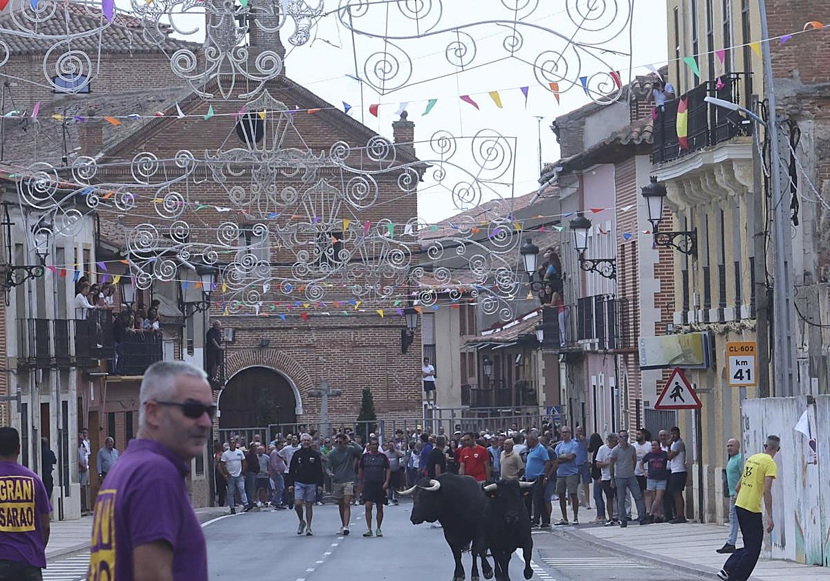 Dos novillos en una calle de Nava del Rey.