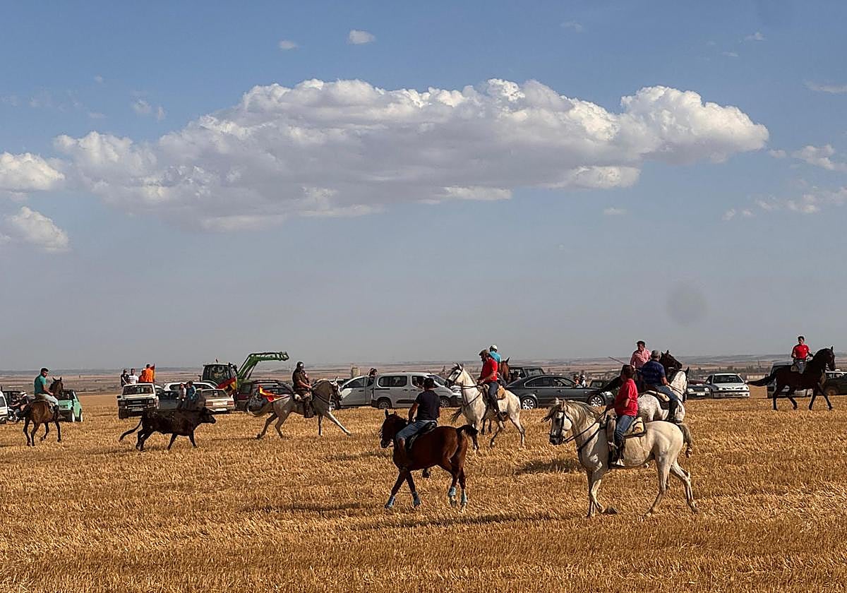 Varios caballistas rodean a una vaca en el encierro de Villalón de Campos El Norte