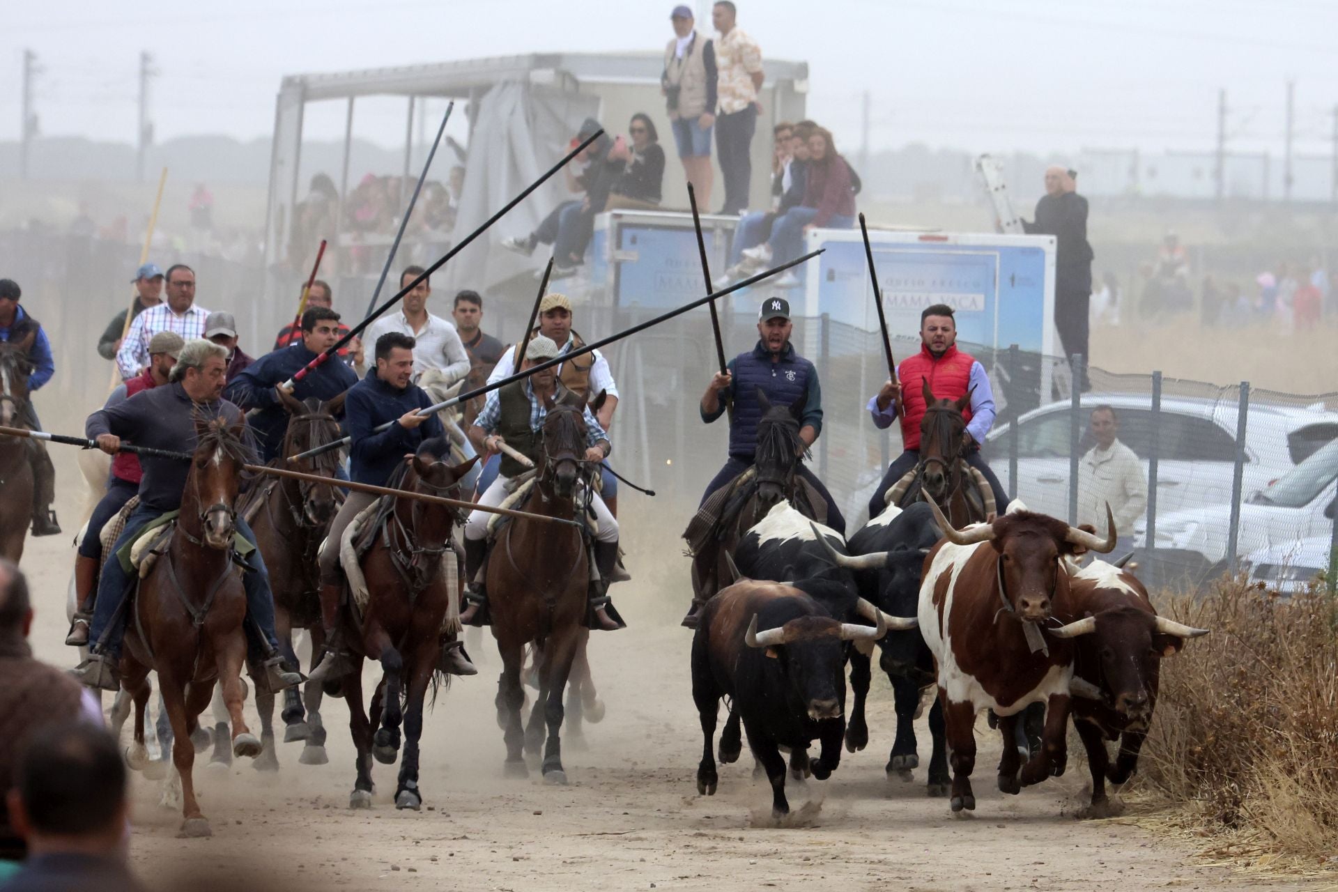 Las fotos del encierro celebrado en Medina del Campo durante la mañana del 7 de septiembre