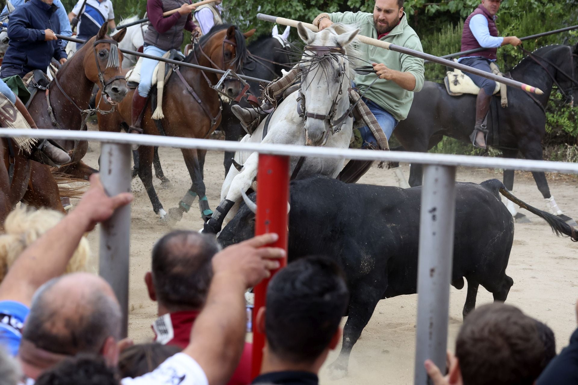 Las fotos del encierro celebrado en Medina del Campo durante la mañana del 7 de septiembre