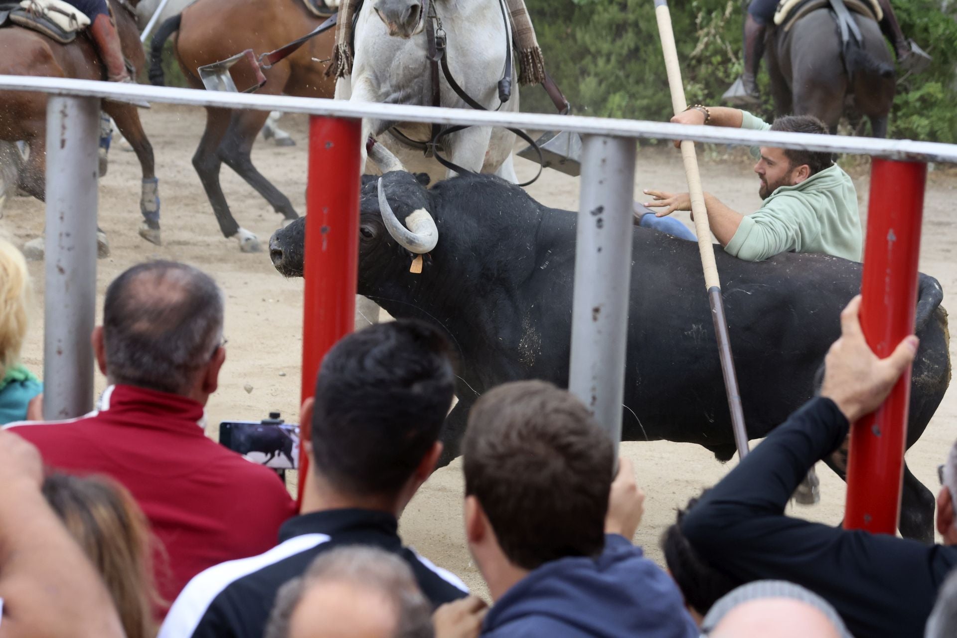 Las fotos del encierro celebrado en Medina del Campo durante la mañana del 7 de septiembre
