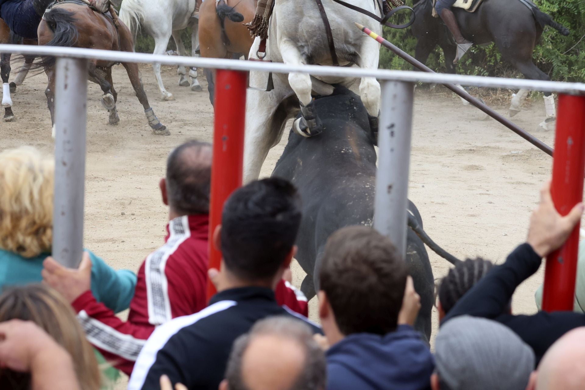 Las fotos del encierro celebrado en Medina del Campo durante la mañana del 7 de septiembre
