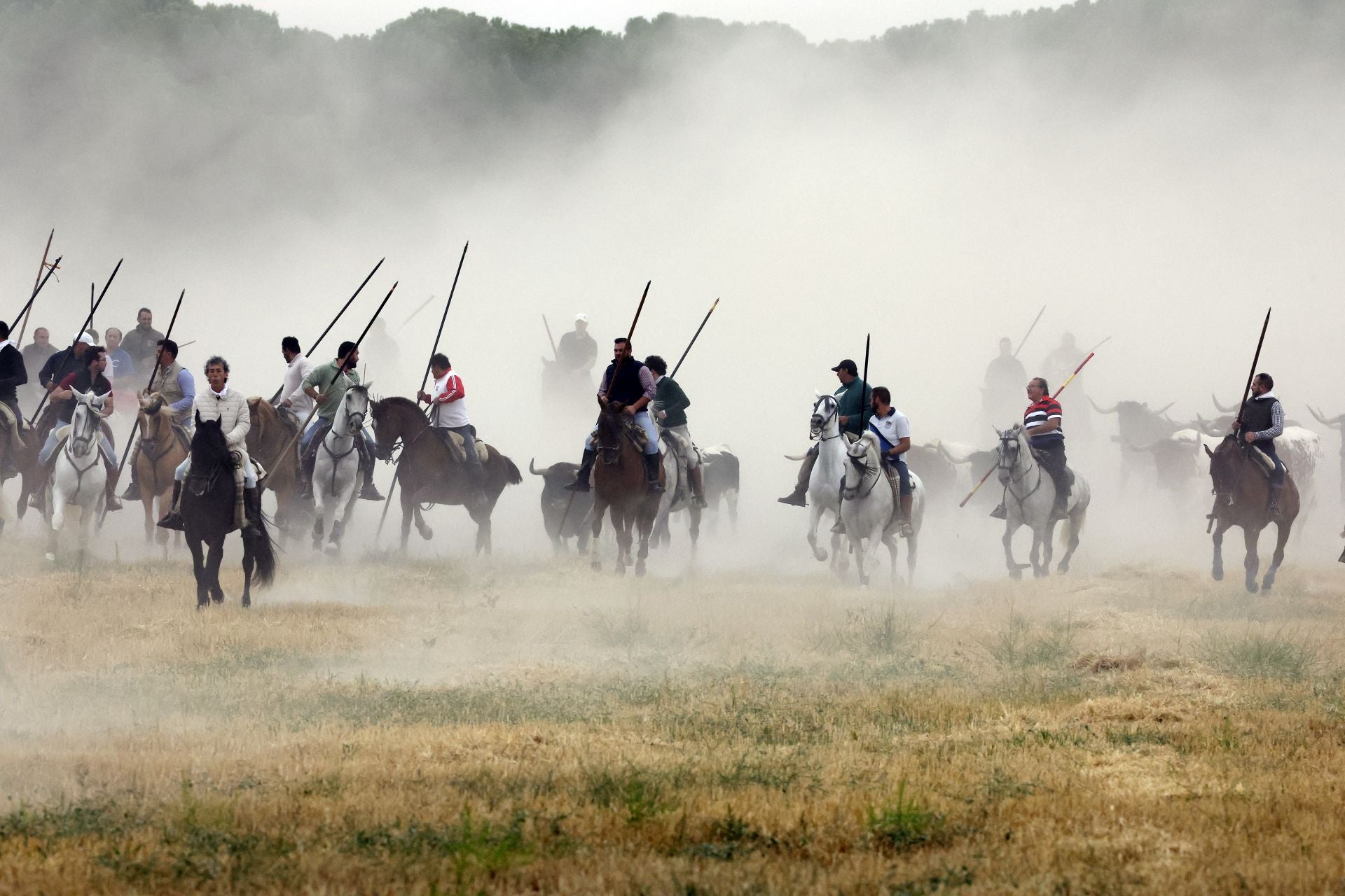 Las fotos del encierro celebrado en Medina del Campo durante la mañana del 7 de septiembre