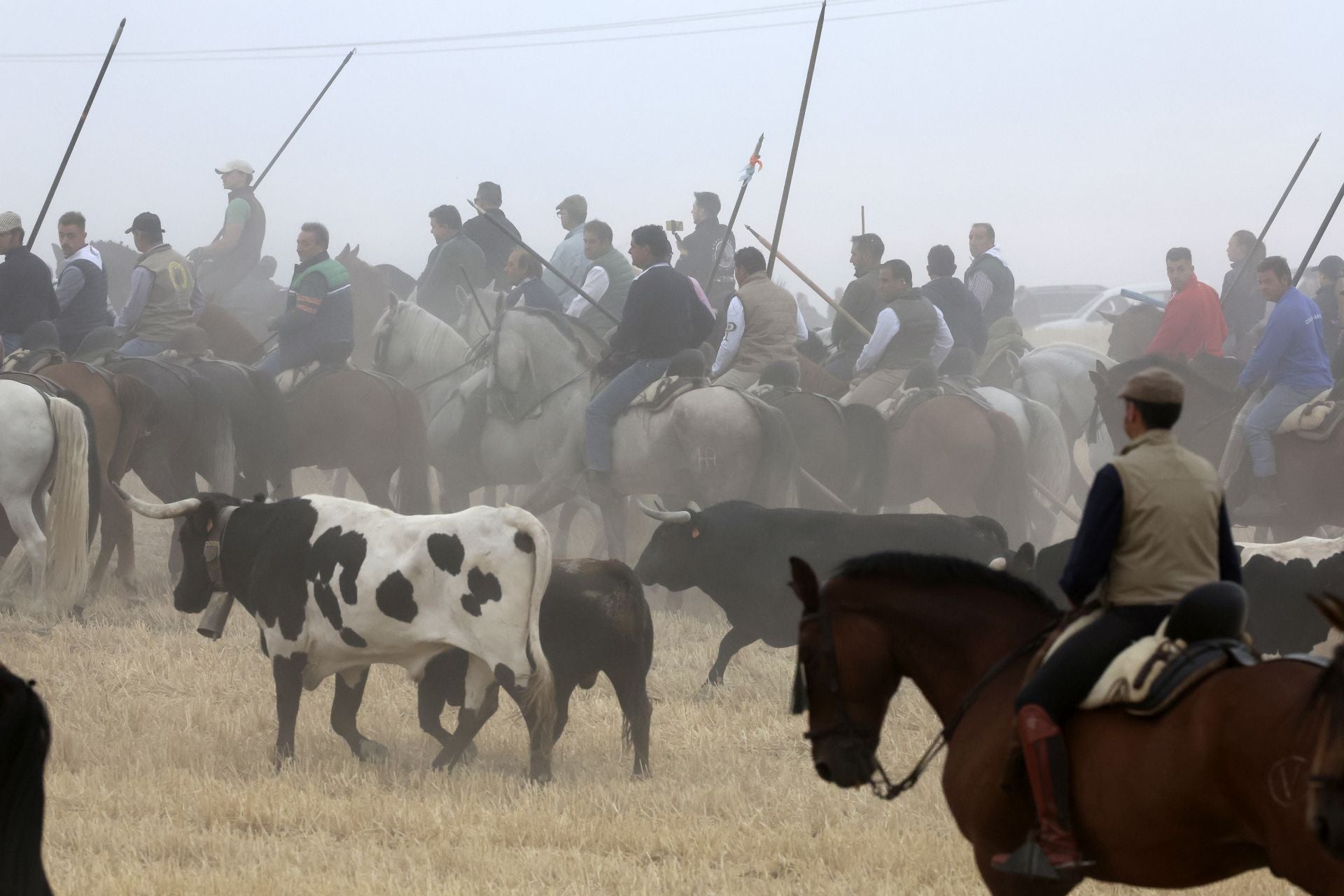 Las fotos del encierro celebrado en Medina del Campo durante la mañana del 7 de septiembre