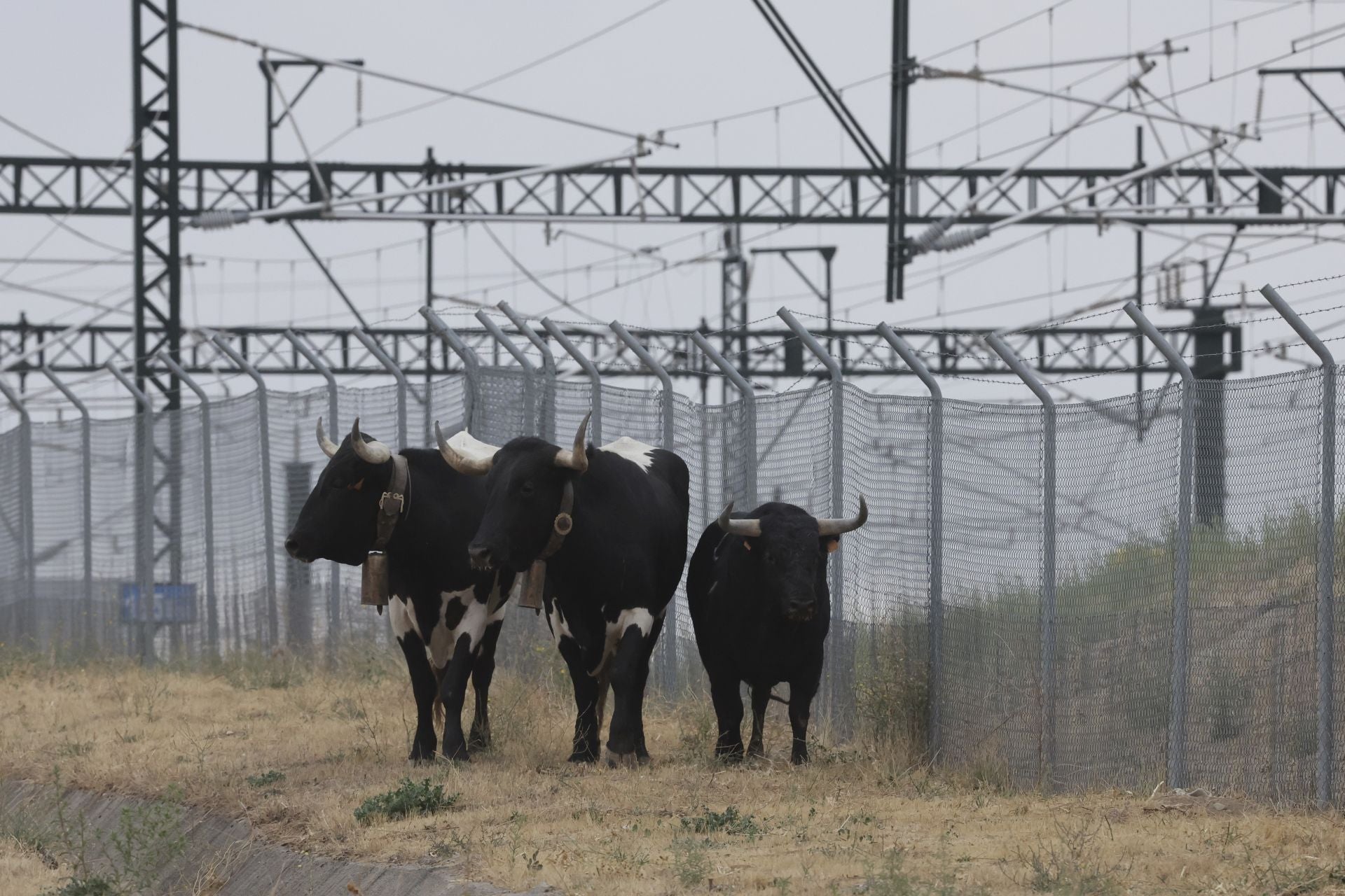 Las fotos del encierro celebrado en Medina del Campo durante la mañana del 7 de septiembre