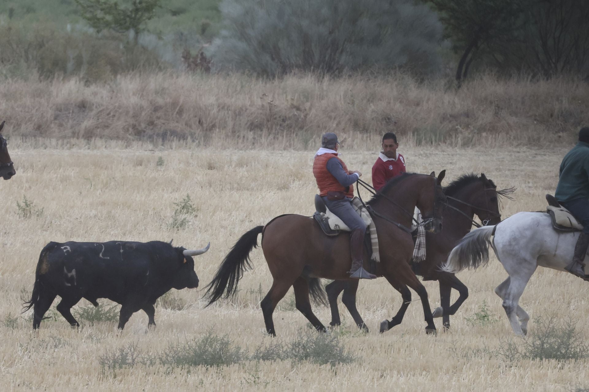 Las fotos del encierro celebrado en Medina del Campo durante la mañana del 7 de septiembre