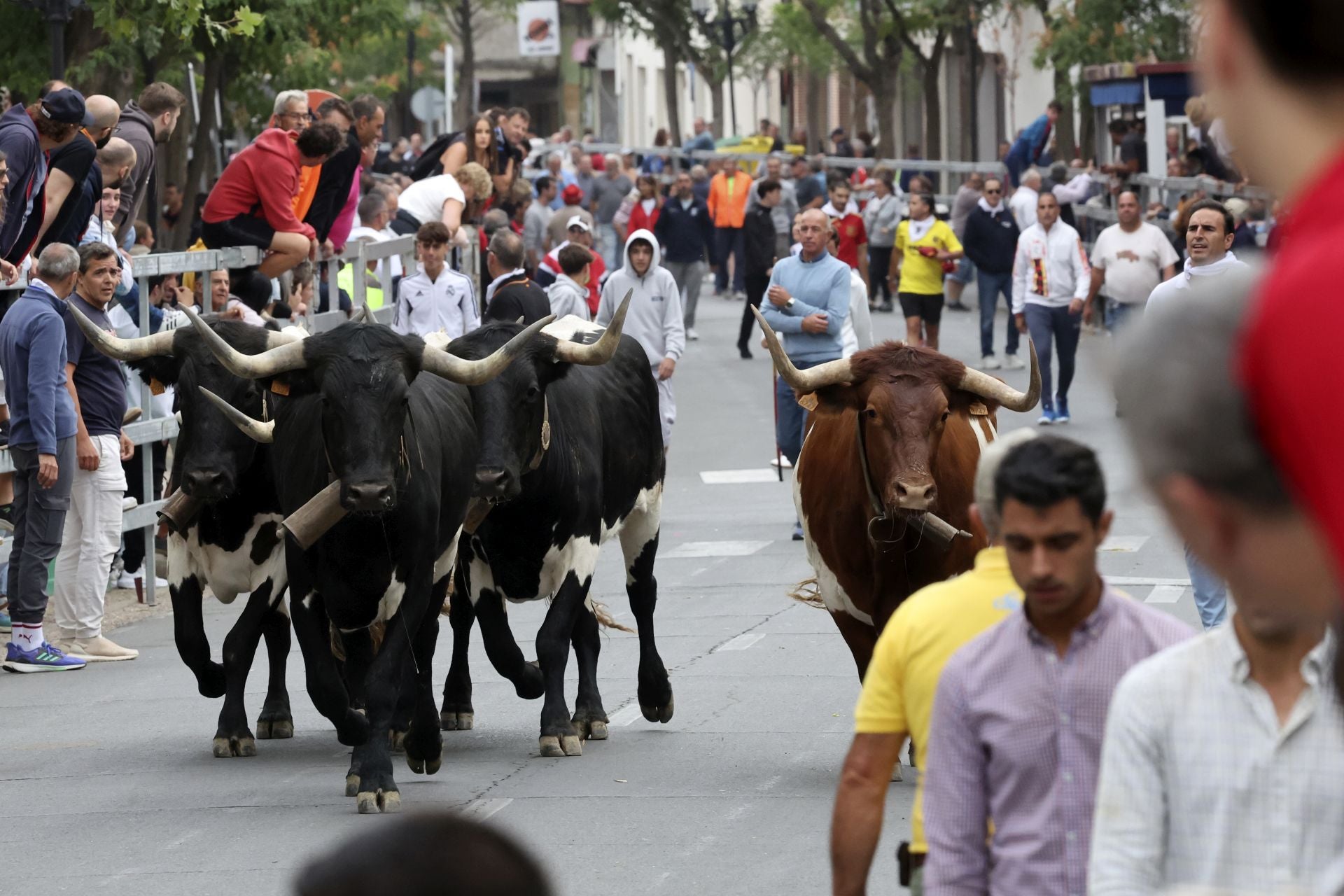 Las fotos del encierro celebrado en Medina del Campo durante la mañana del 7 de septiembre