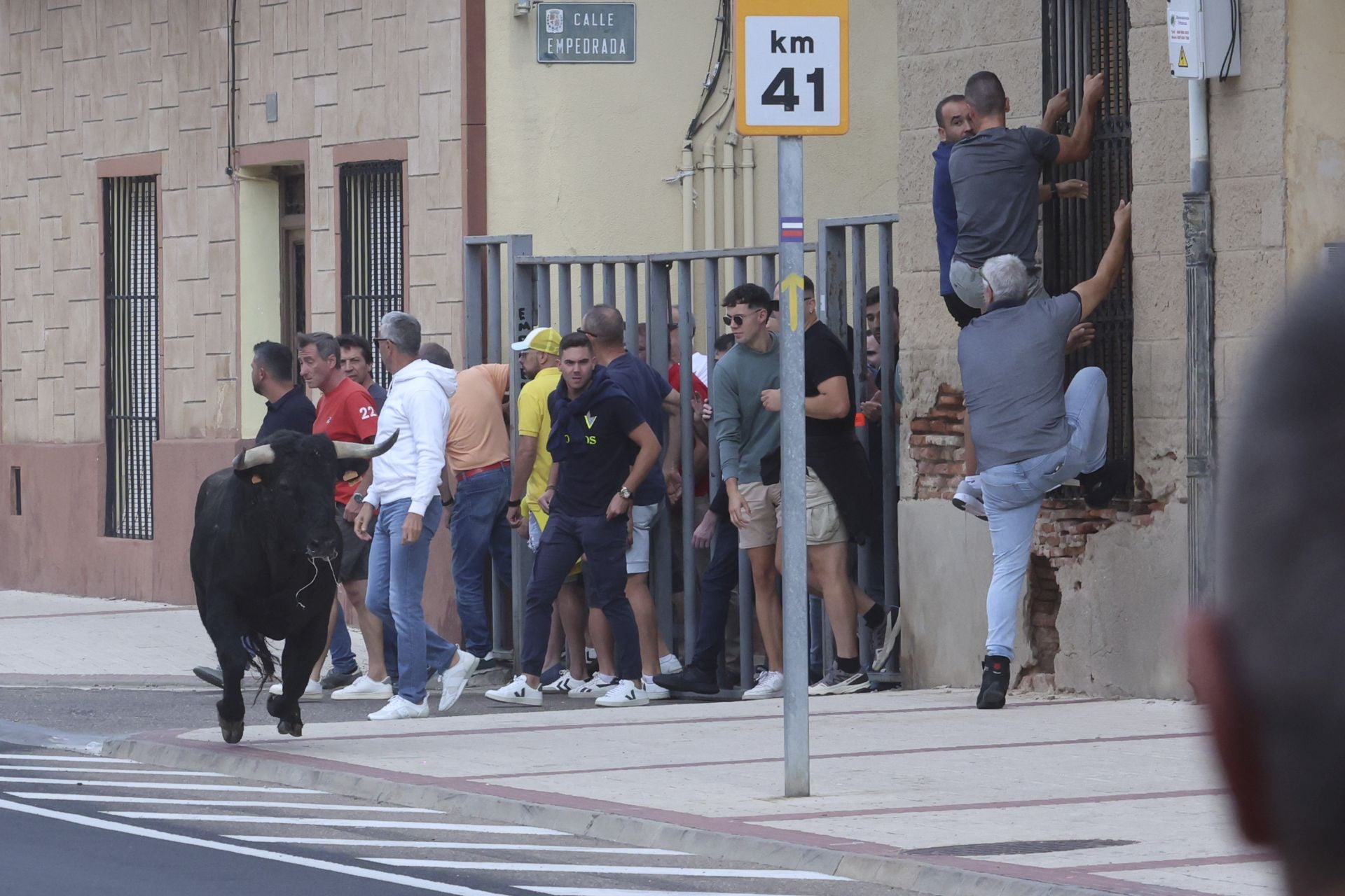 Encierro urbano, vaca del cajón y capea de Nava del Rey