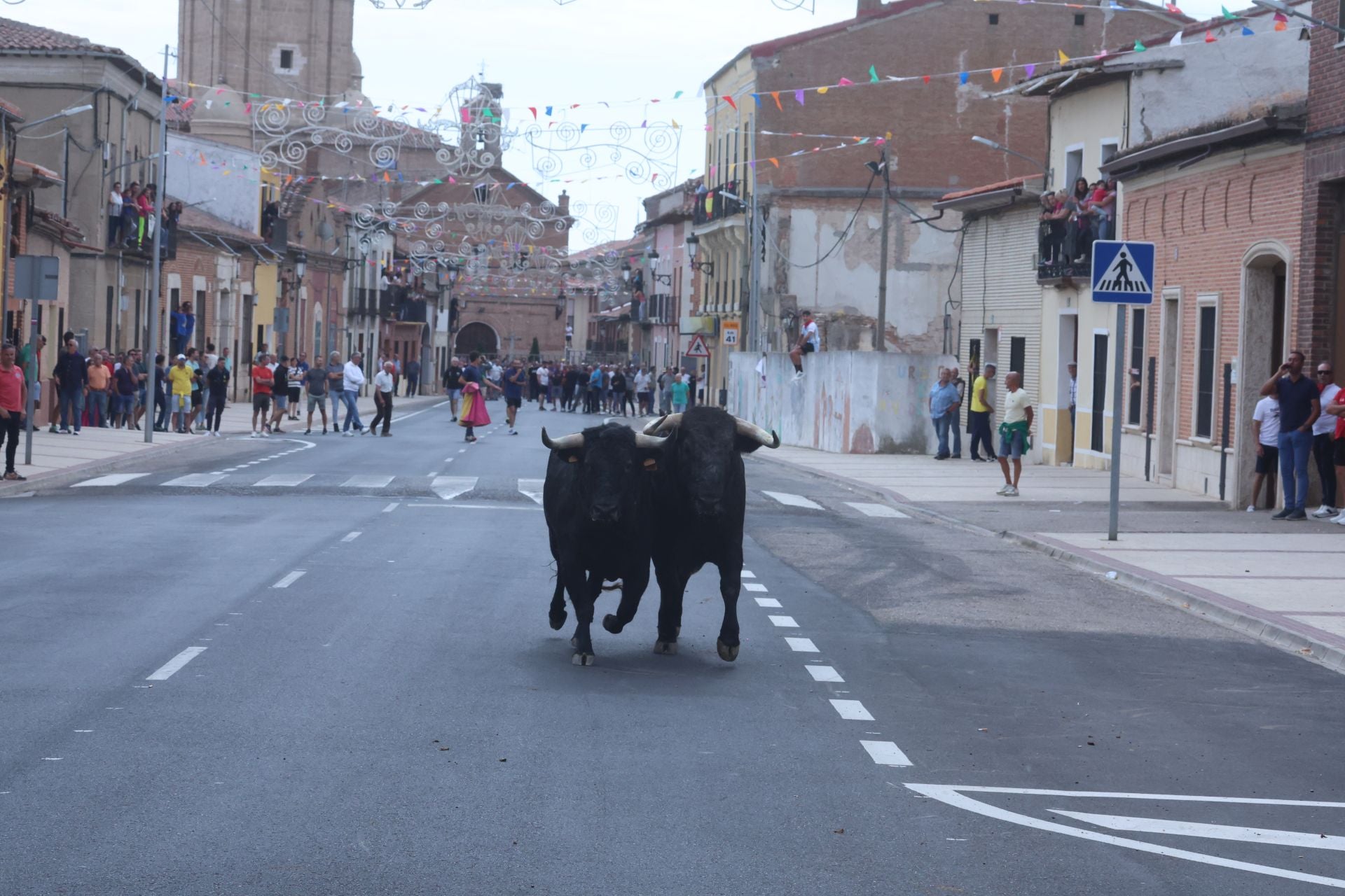 Encierro urbano, vaca del cajón y capea de Nava del Rey