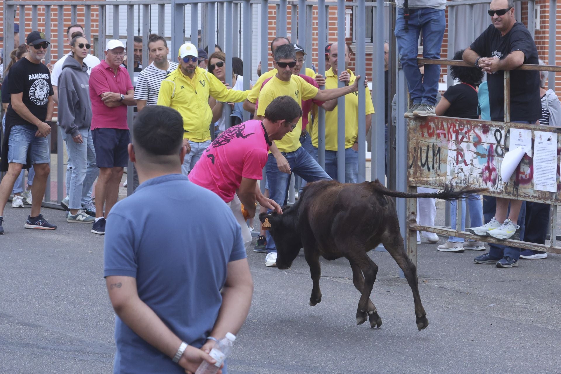 Encierro urbano, vaca del cajón y capea de Nava del Rey