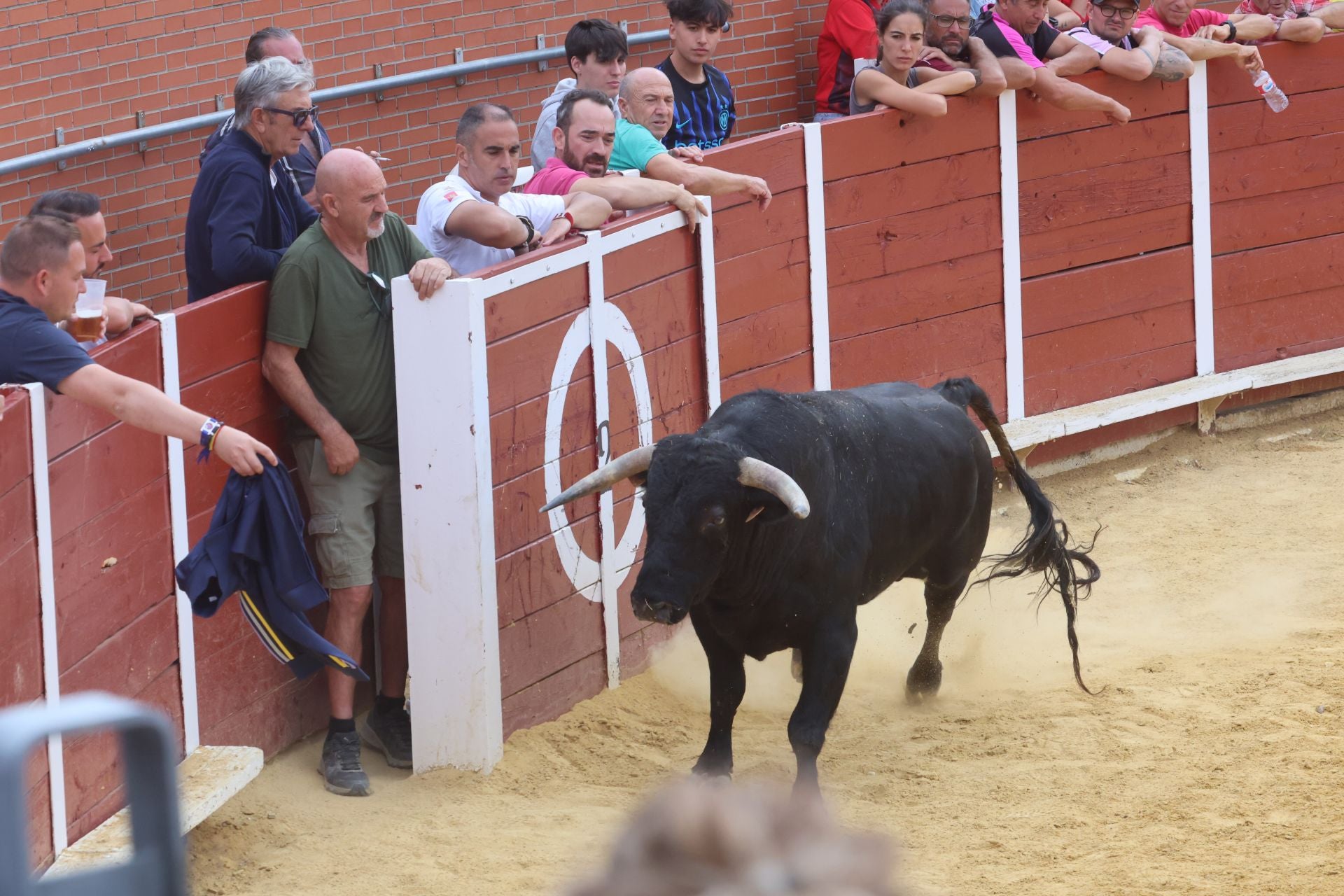 Encierro urbano, vaca del cajón y capea de Nava del Rey