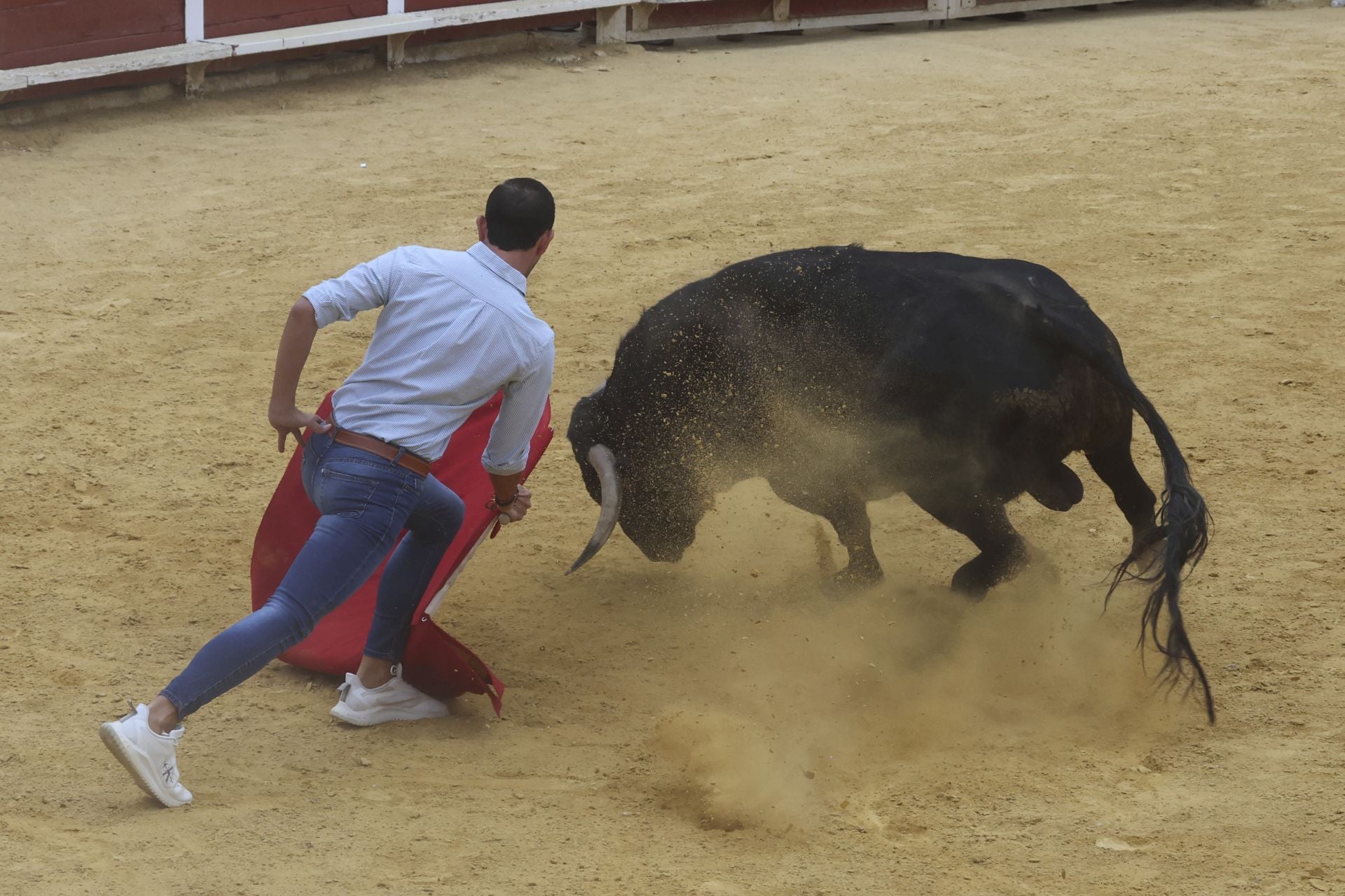 Encierro urbano, vaca del cajón y capea de Nava del Rey