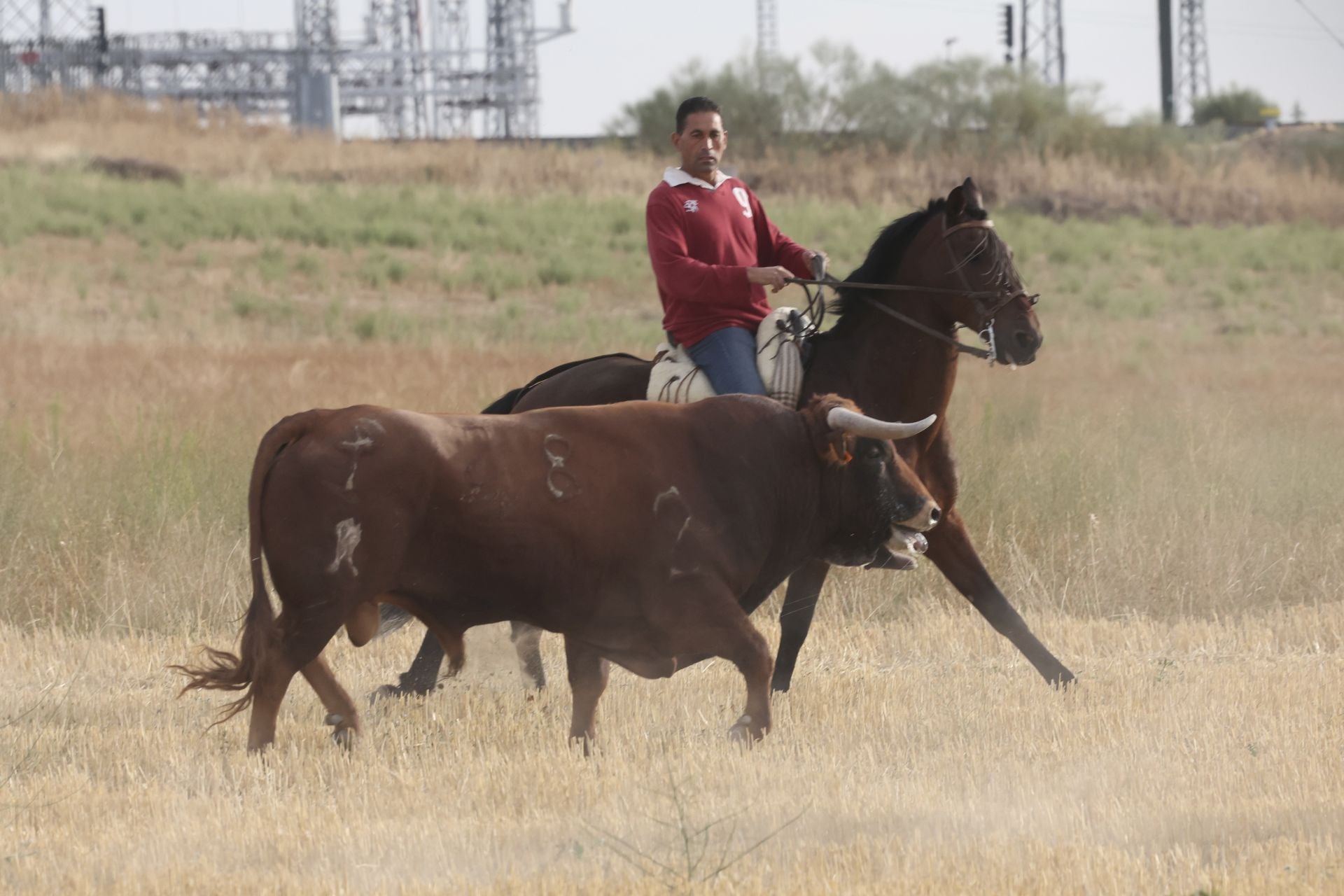 Las imágenes del encierro de este lunes en Medina del Campo