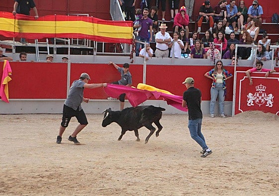 Suelta de vaquillas en el coso de Baltanás.