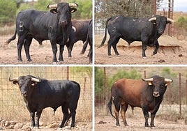Los astados de Ribera de Campocerrado y Fermín Bohórquez que se lidiarán en el festejo.