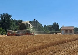 Una cosechadora de cereal durante una jornada de trabajo.