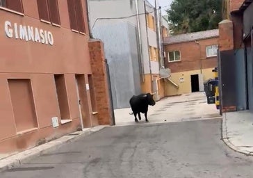 Caótico encierro en Alaejos que termina con un toro en el patio de la residencia de ancianos