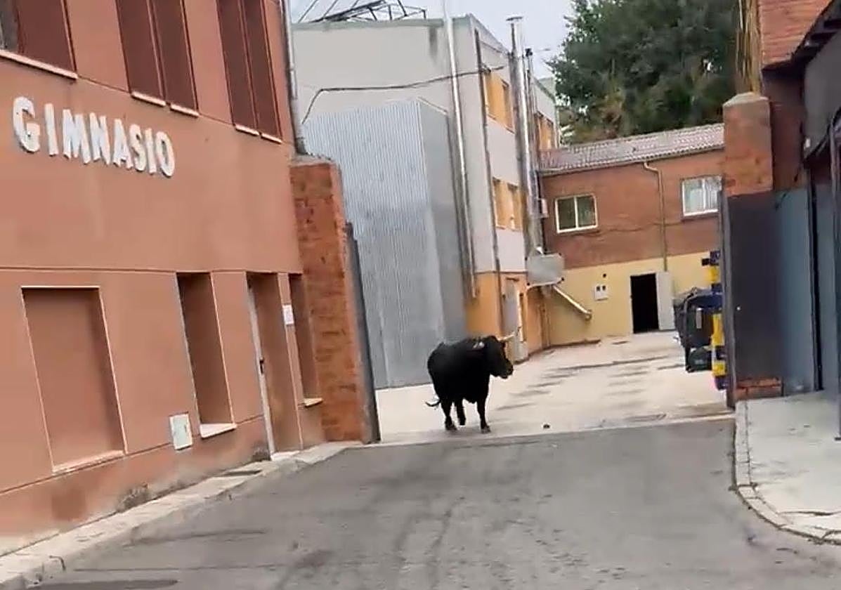 Uno de los toros, este miércoles por la mañana en el caótico encierro de Alaejos.