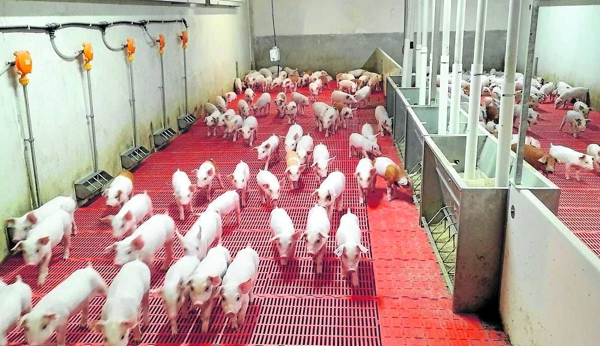 El porcino vive con incertidumbre la llegada de los aranceles de China que afectarán a la casquería