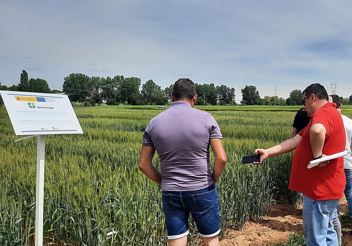 n grupo de agricultores visita la parcela experimental de trigo blando del Itacyl en la Finca de Zamadueñas.