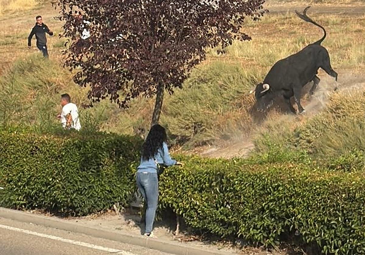 Una mujer cita al astado en la zona de la gasolinera de Arrabal.