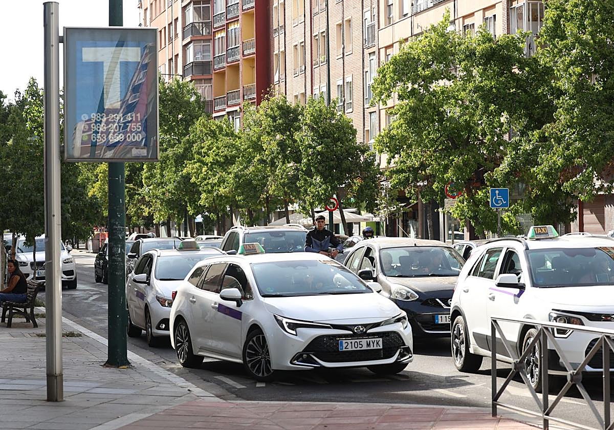 Taxis a la espera de clientes en la parada de Puente Colgante de Valladolid este sábado.