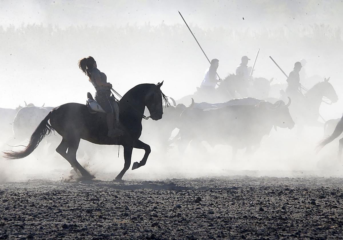 Las imágenes del último encierro en Arrabal de Portillo