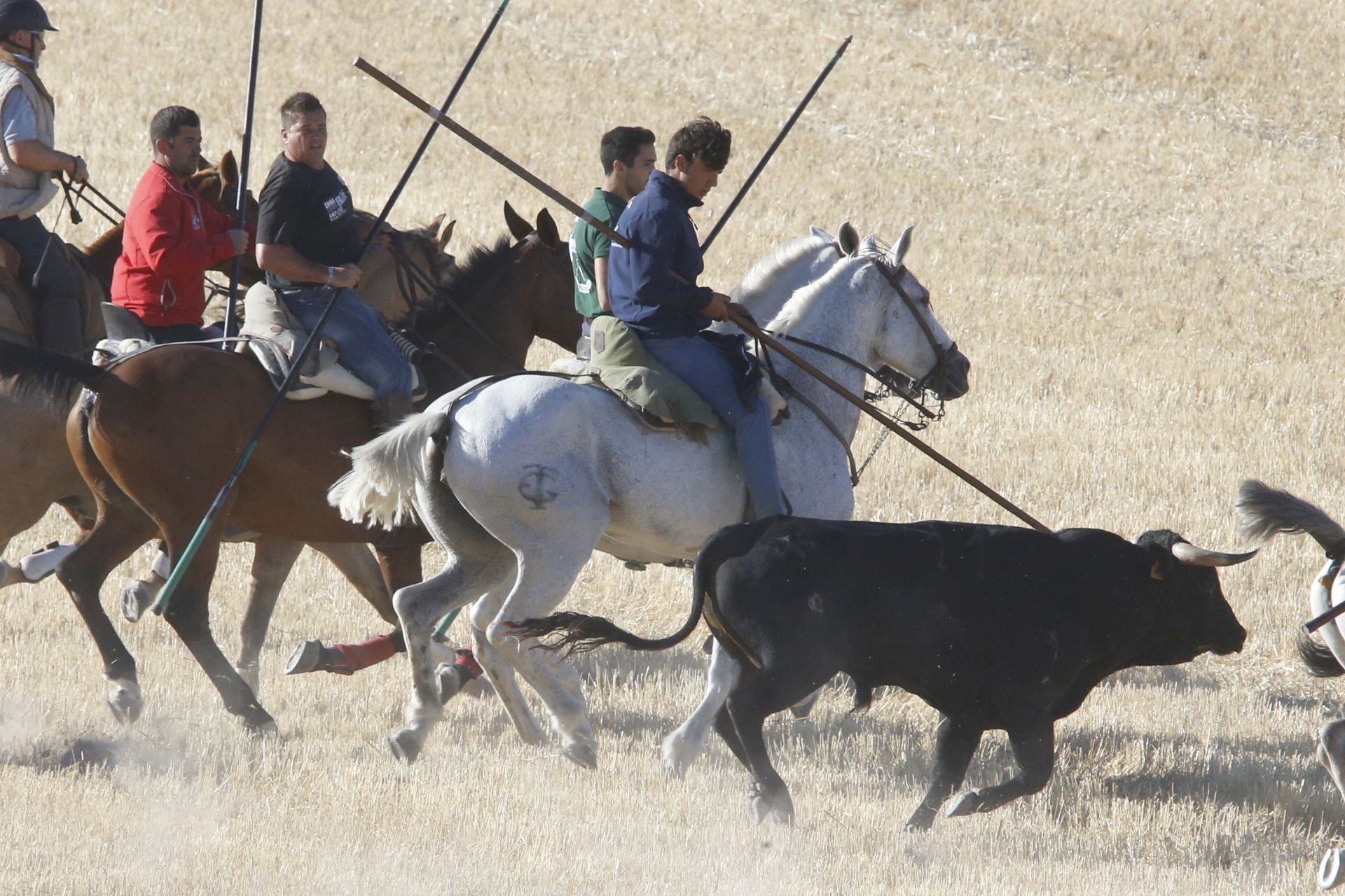 Las imágenes del último encierro en Arrabal de Portillo