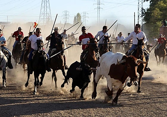 El encierro de campo en Tordesillas