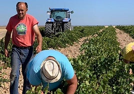 Recogida de la uva en la provincia.
