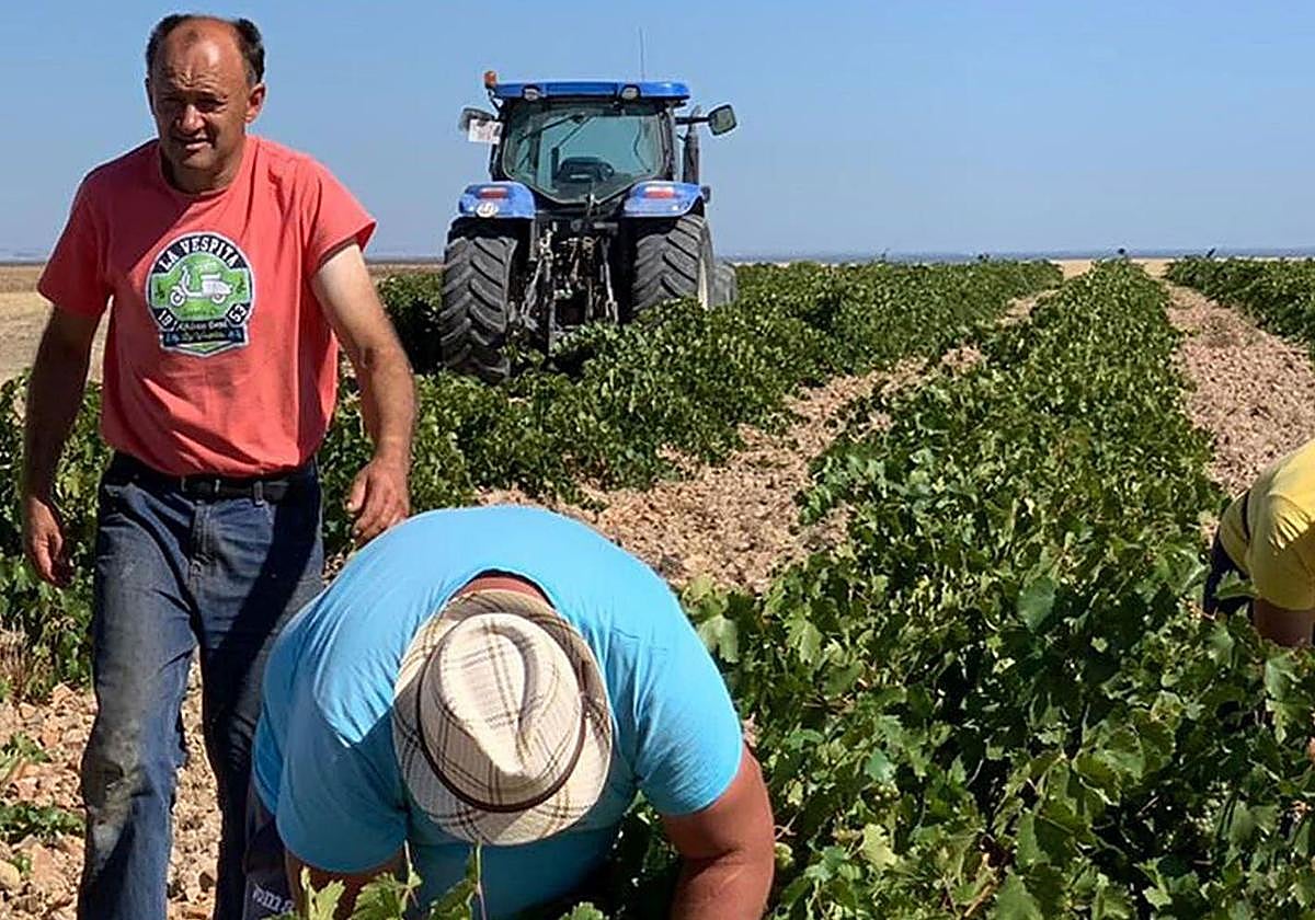 Recogida de la uva en la provincia.