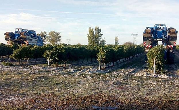 Vendimia anterior en Aldeanueva del Codonal.