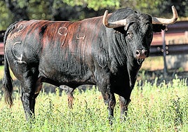 'Saltavallas', de Garcigrande