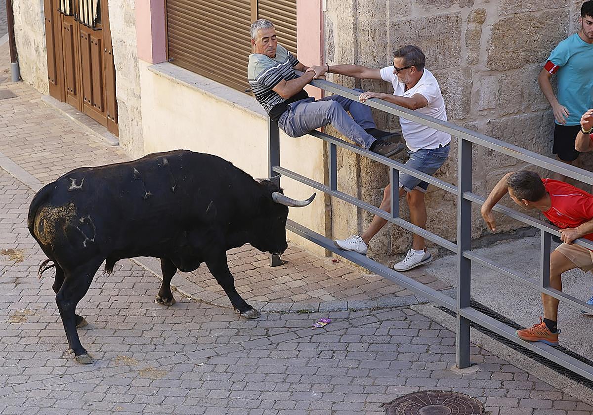 Galindo trata de importunar a los corredores del 'Toro del Pueblo'.