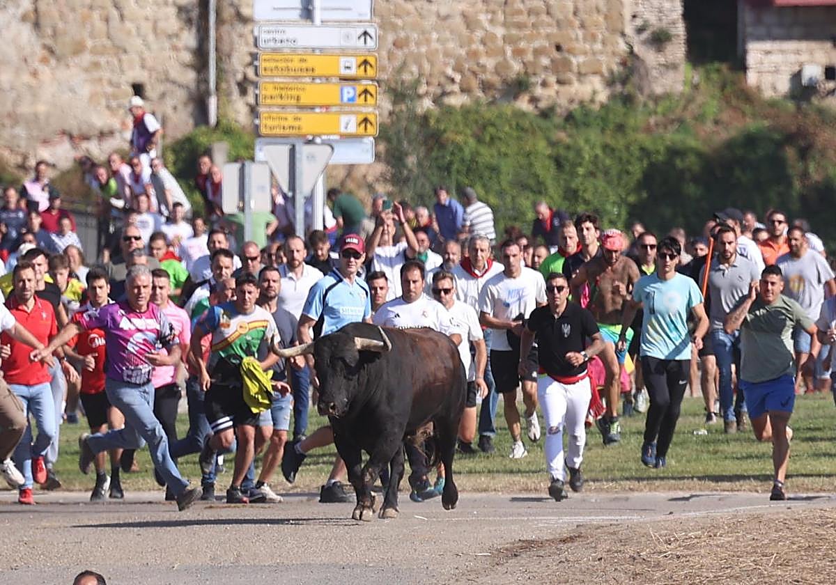 Un reservón Toro de la Vega deja cinco heridos leves en un festejo cargado de tensión