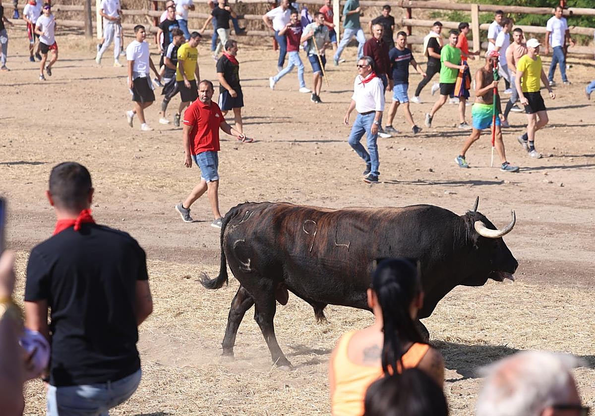 Las imágenes del Toro de la Vega