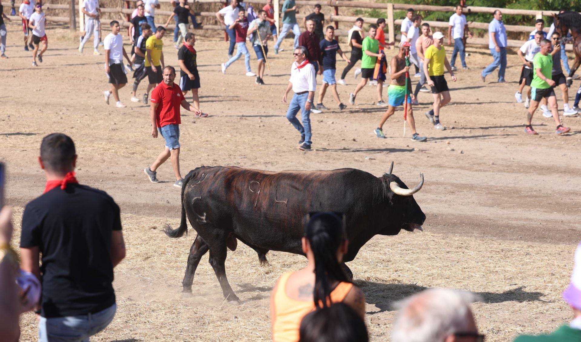 Las imágenes del Toro de la Vega