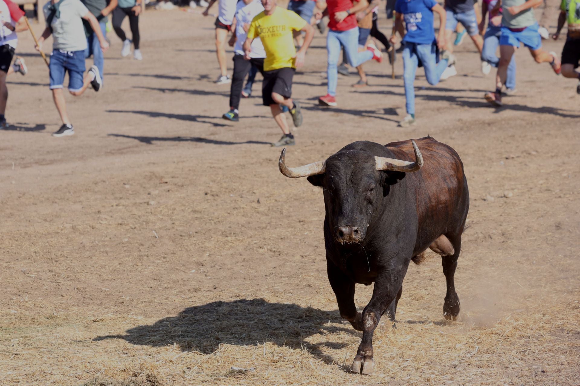 Las imágenes del Toro de la Vega