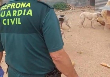 Investigado al escaparse un perro peligroso de su casa y morder a una mujer y a su mascota