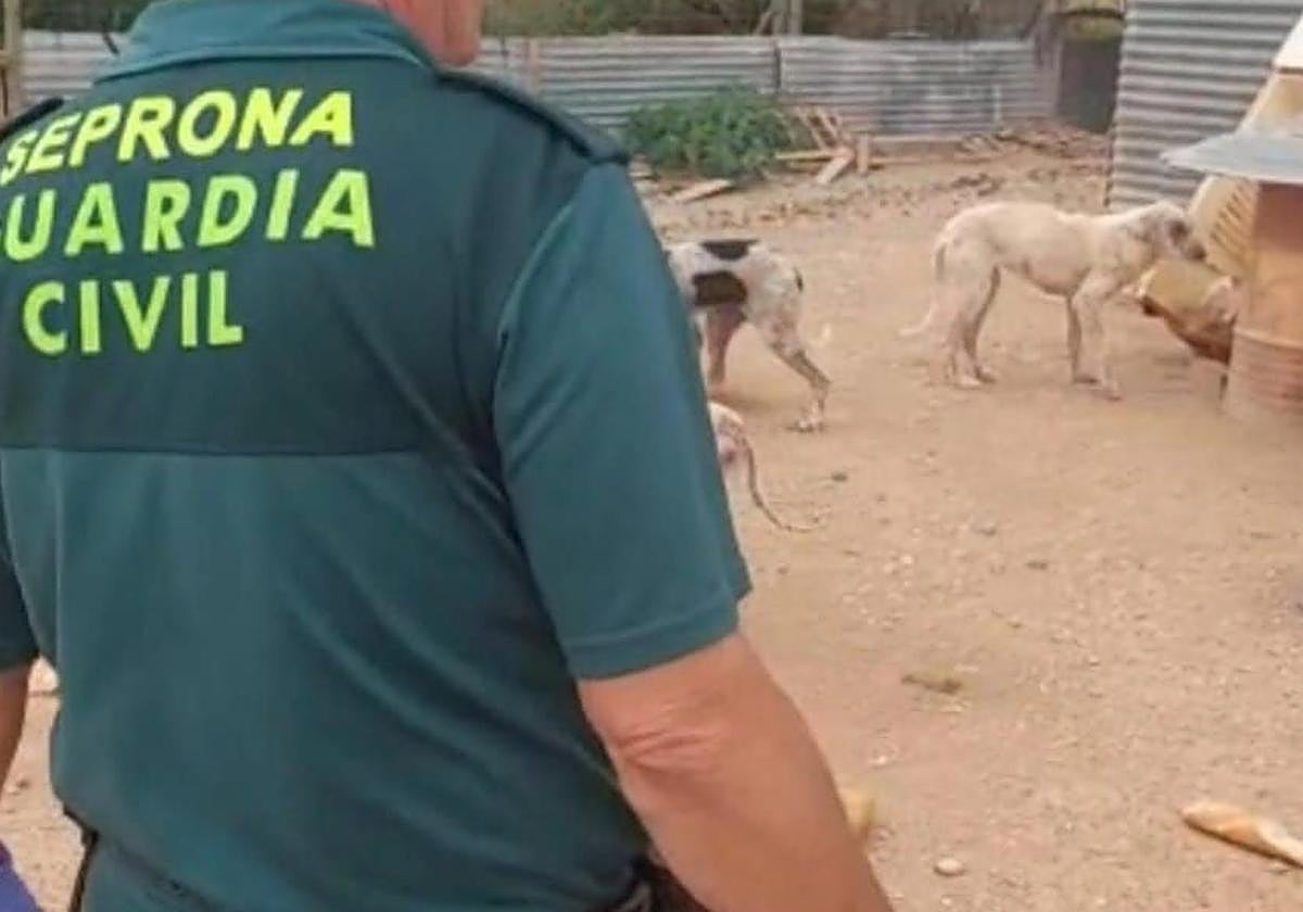 Un agente del Seprona vigila a un grupo de perros.