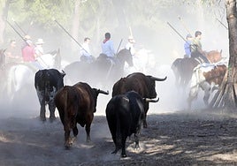 Los toros, durante el encierro.