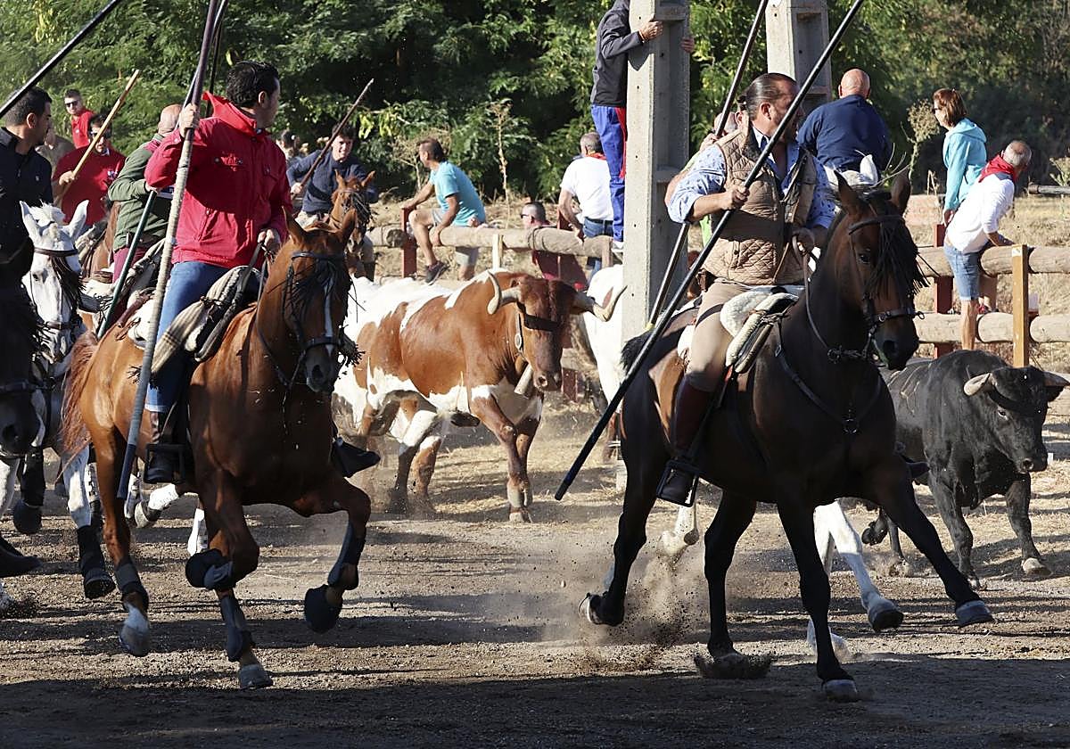 Encierro mixto celebrado este miércoles por la mañana en Tordesillas.