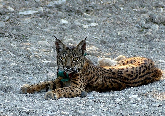 Un ejemplar de lince ibérico en el Cerrato palentino.