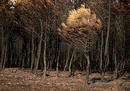 Masa forestal quemada tras un incendio forestal el pasado agosto en Herreros de Jamuz, en la provnicia de León.