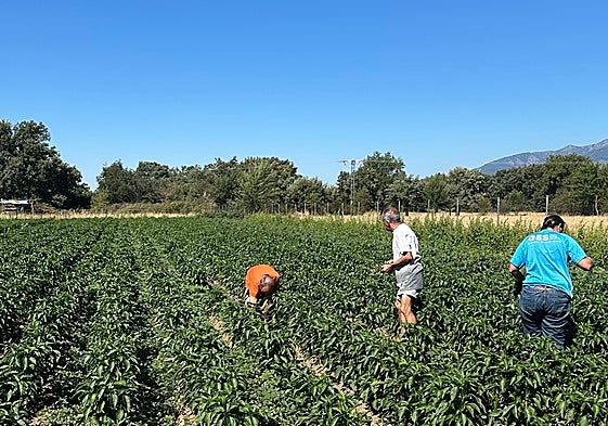 Algunos miembros de la asociación en el huerto ecológico en el que cultivan pimientos