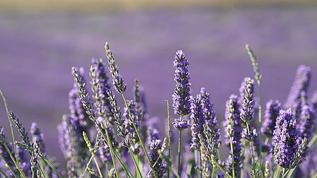¿Qué municipio es famoso por sus campos de lavanda?