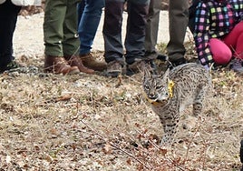 Ejemplar de lince ibérico soltado en Astudillo este año.