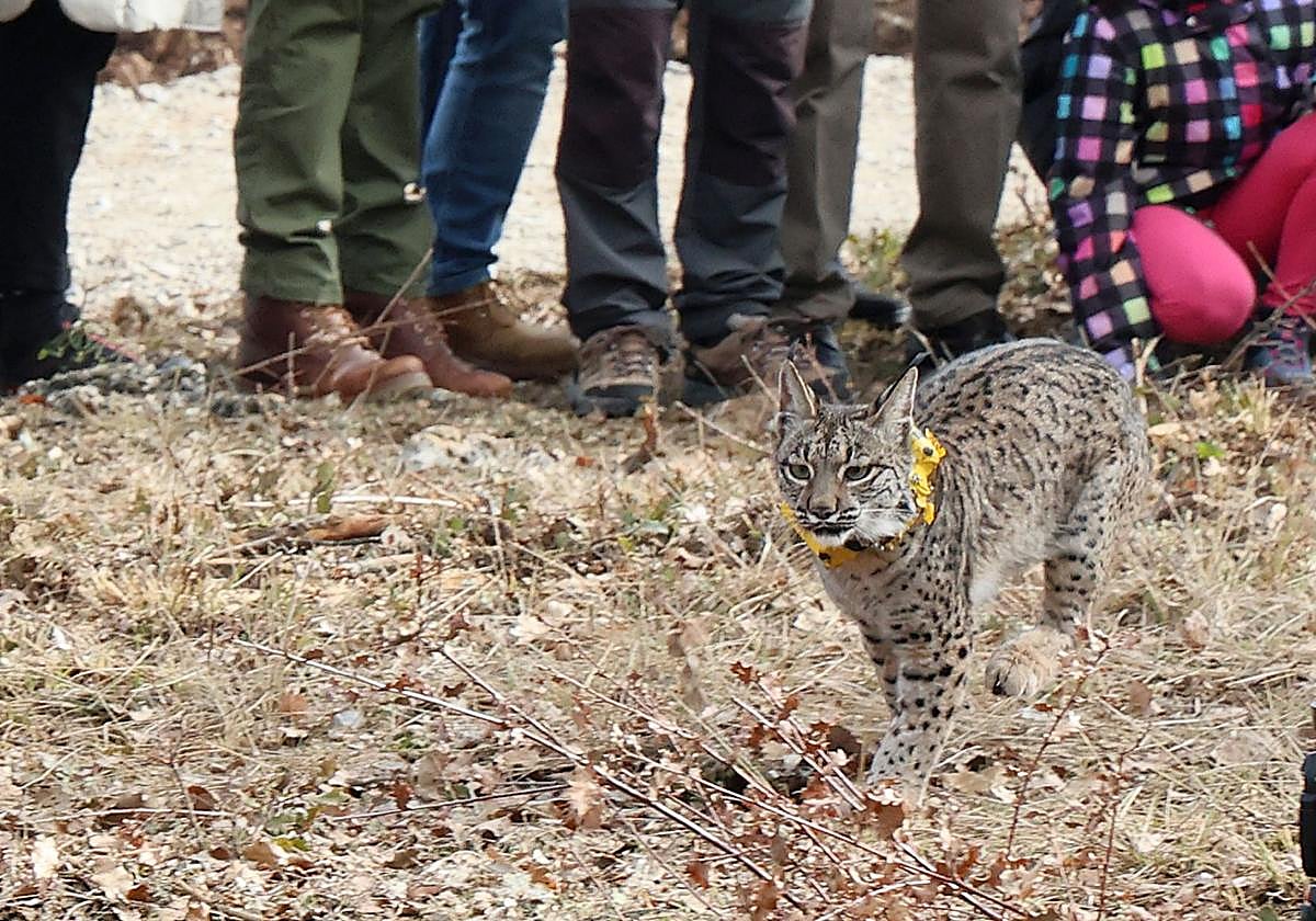Ejemplar de lince ibérico soltado en Astudillo este año.